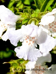 Westringia amabilis