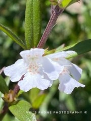 Westringia amabilis