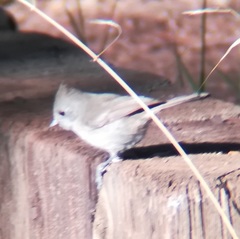 Baeolophus inornatus