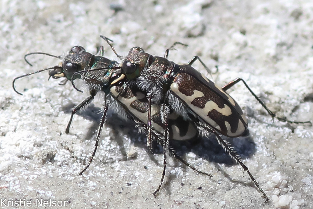Short-legged Tiger Beetle