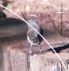 Baeolophus inornatus