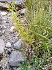 Aciphylla crenulata