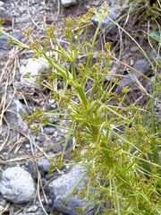 Aciphylla crenulata
