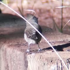 Baeolophus inornatus