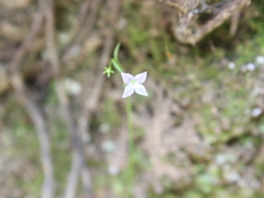 Wahlenbergia rupestris