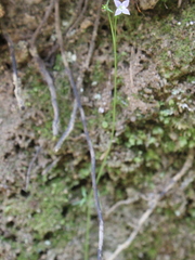 Wahlenbergia rupestris