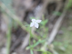 Wahlenbergia rupestris