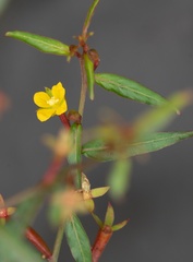 Ludwigia perennis