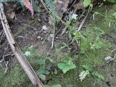 Wahlenbergia rupestris