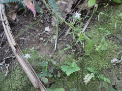 Wahlenbergia rupestris