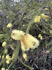 Melaleuca pityoides