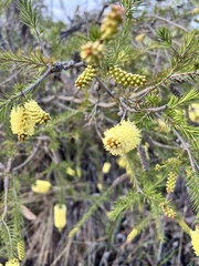 Melaleuca pityoides