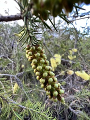 Melaleuca pityoides