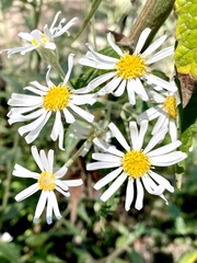 Olearia gravis