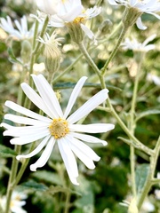 Olearia gravis