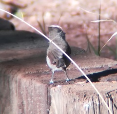 Baeolophus inornatus