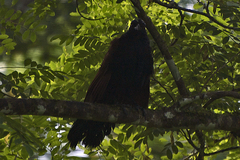 Centropus sinensis