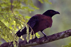 Centropus sinensis