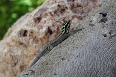 Lygodactylus mombasicus