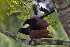 Centropus sinensis