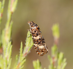 Scolioplecta comptana