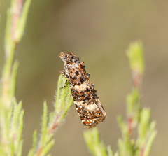 Scolioplecta comptana