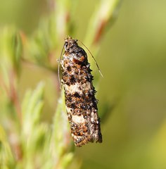 Scolioplecta comptana