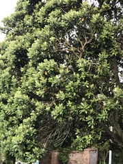 Metrosideros excelsa