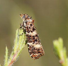 Scolioplecta comptana