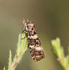 Scolioplecta comptana