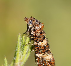 Scolioplecta comptana