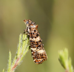 Scolioplecta comptana