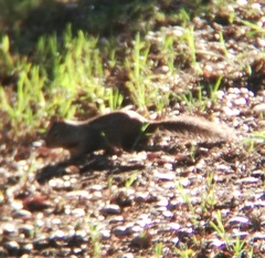 Otospermophilus beecheyi