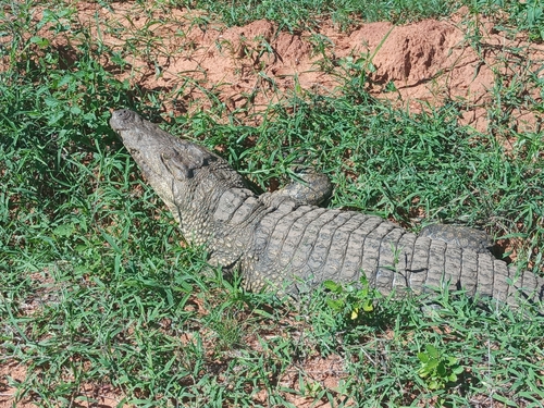 Southern African Crocodile