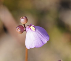 Utricularia grampiana