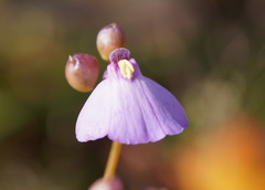 Utricularia grampiana
