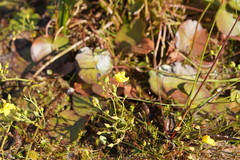 Ornduffia reniformis