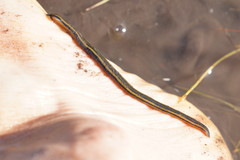Richardsonianus australis