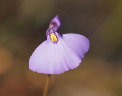 Utricularia grampiana