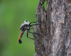 Blepharotes coriarius