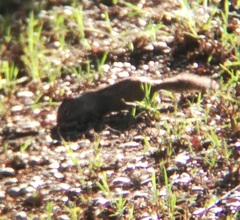 Otospermophilus beecheyi