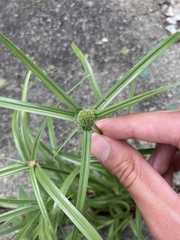 Cyperus aromaticus