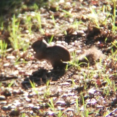 Otospermophilus beecheyi