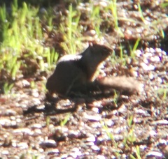 Otospermophilus beecheyi