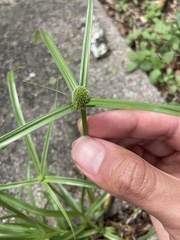 Cyperus aromaticus