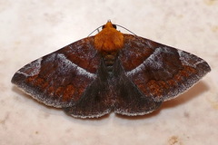 Buzara
