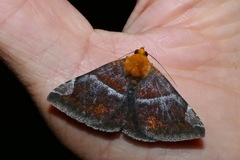 Buzara