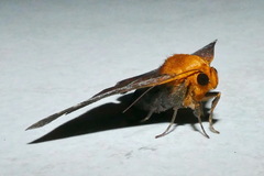 Buzara
