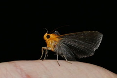 Buzara