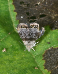 Brenthia formosensis